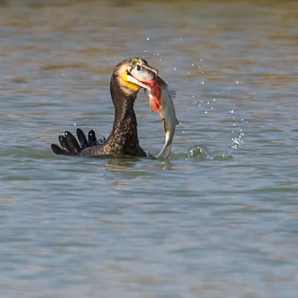 Cormorán pescando