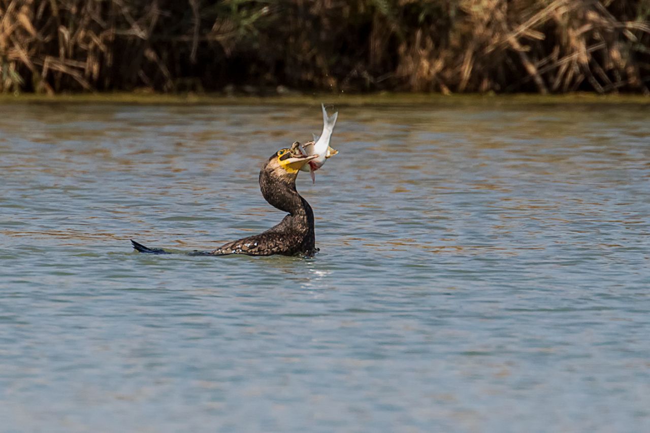 Cormorán pescando