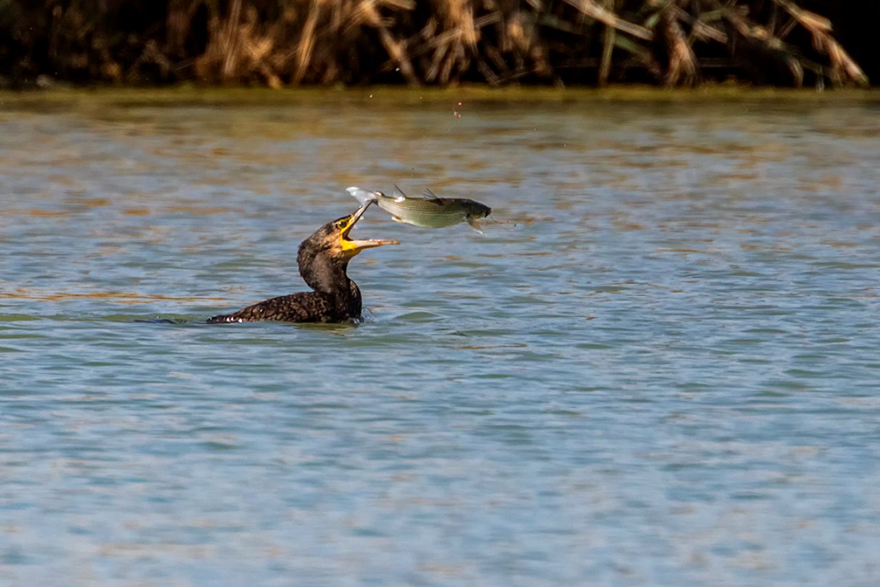 Cormorán pescando