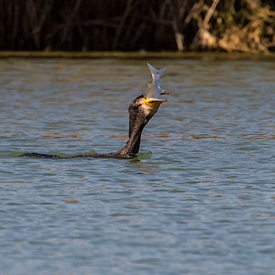 Cormorán pescando