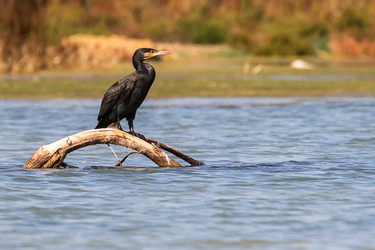 Cormorán