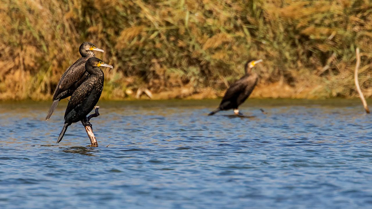 Cormoranes