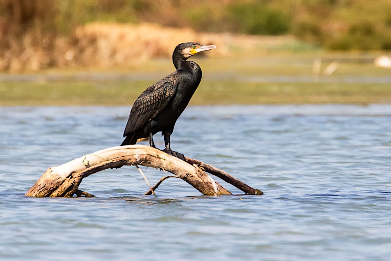 Cormorán
