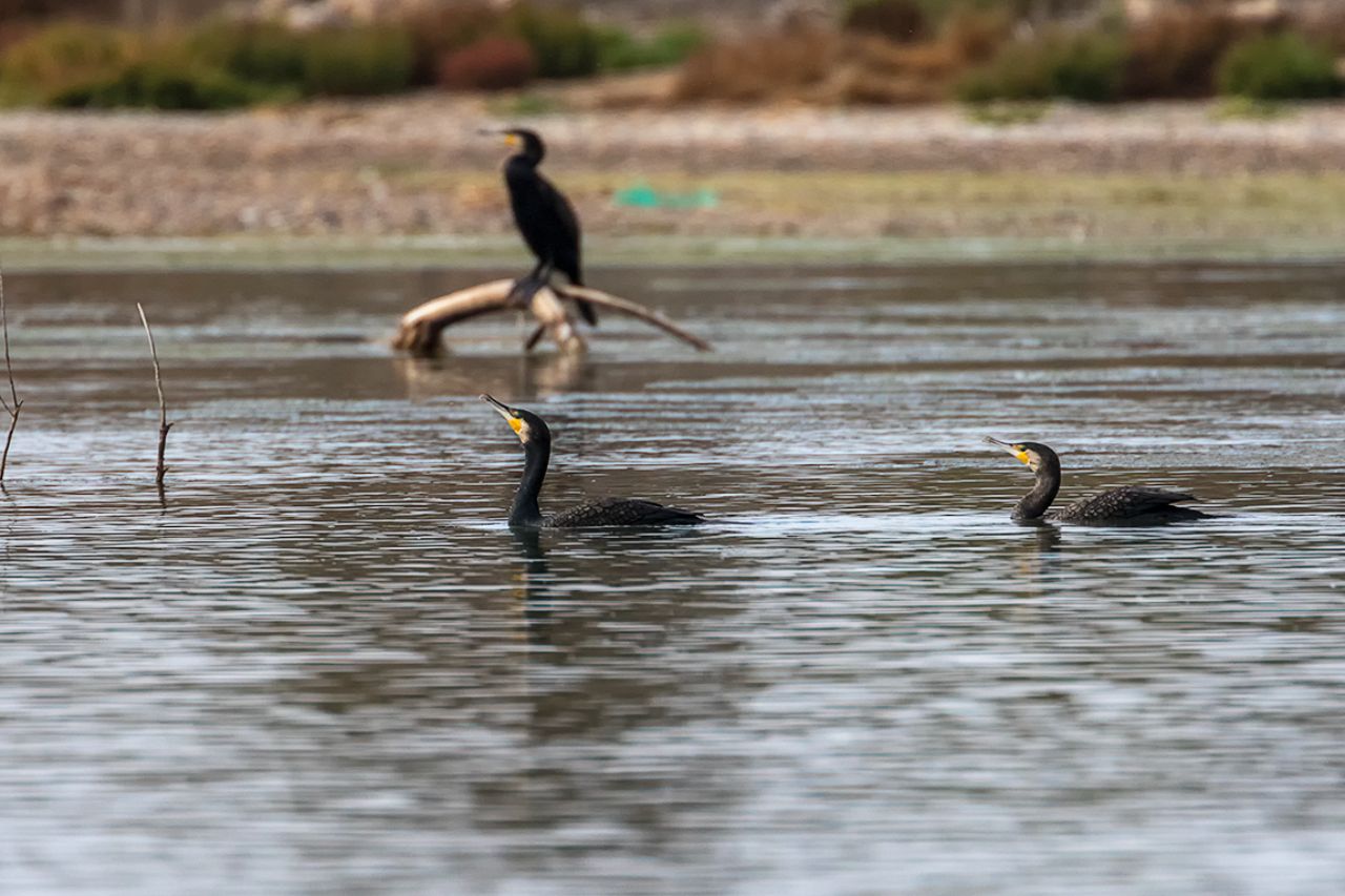 Cormoranes