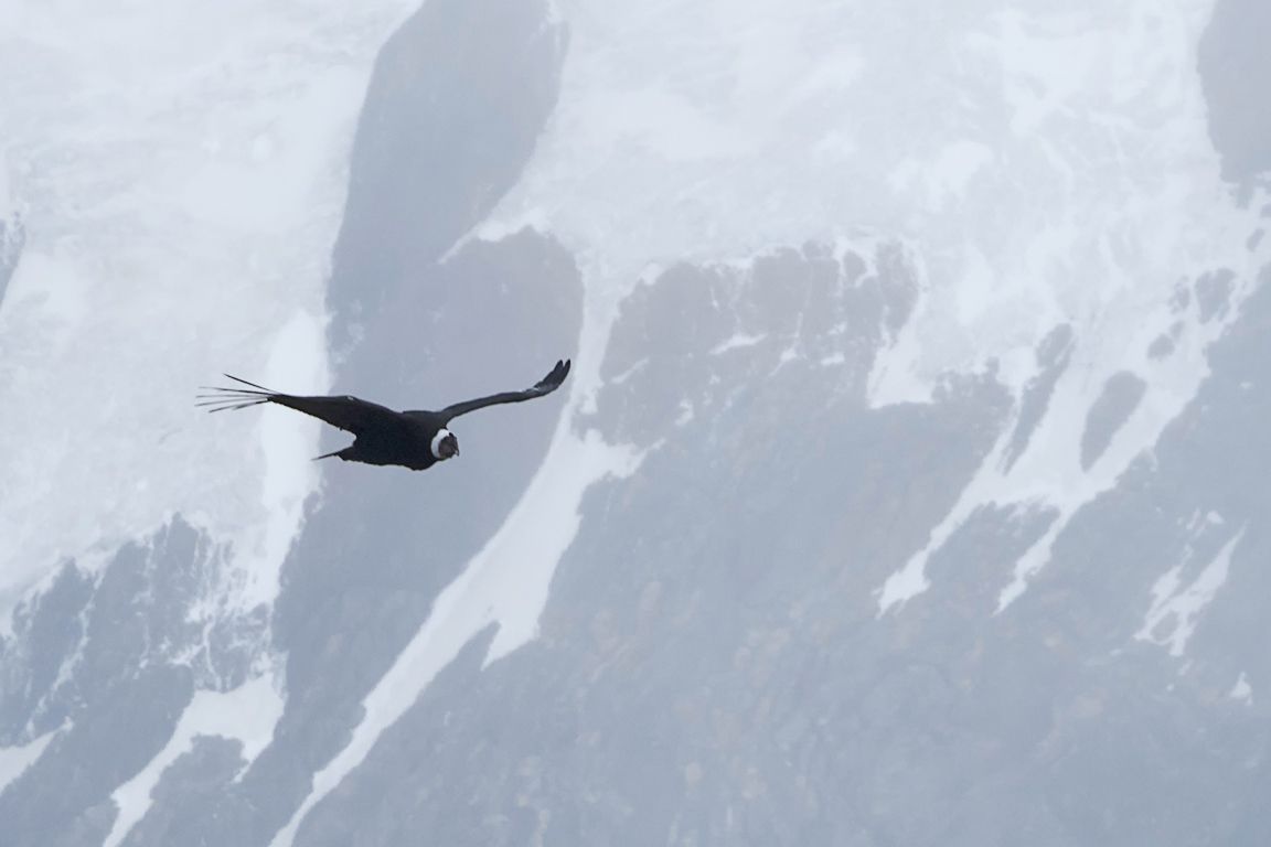 El majestuoso cóndor