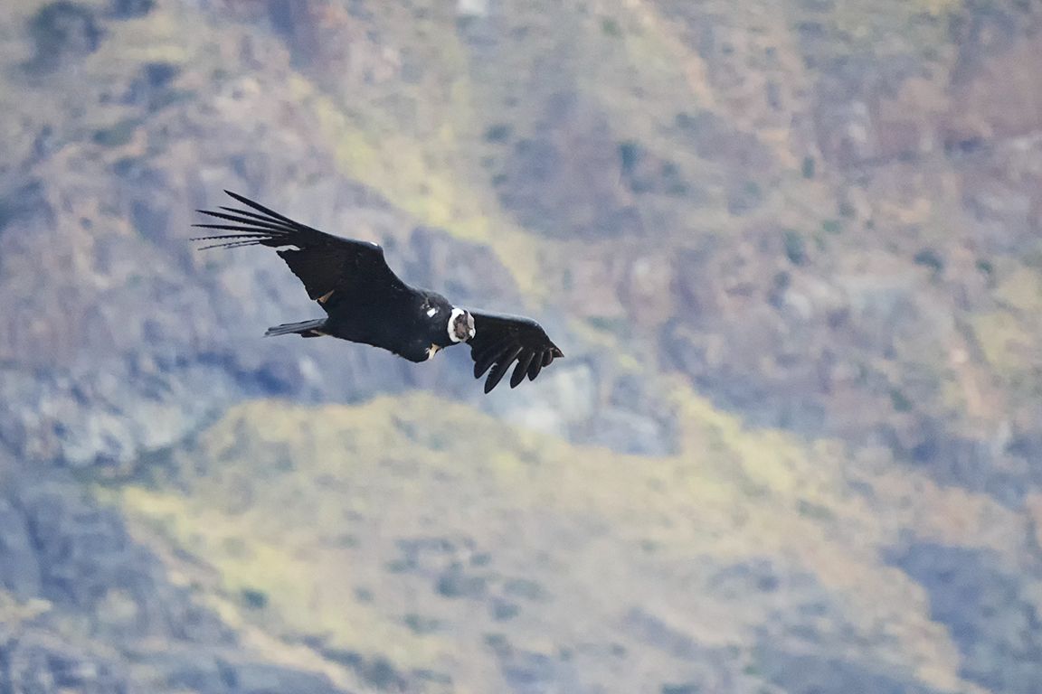 El majestuoso cóndor