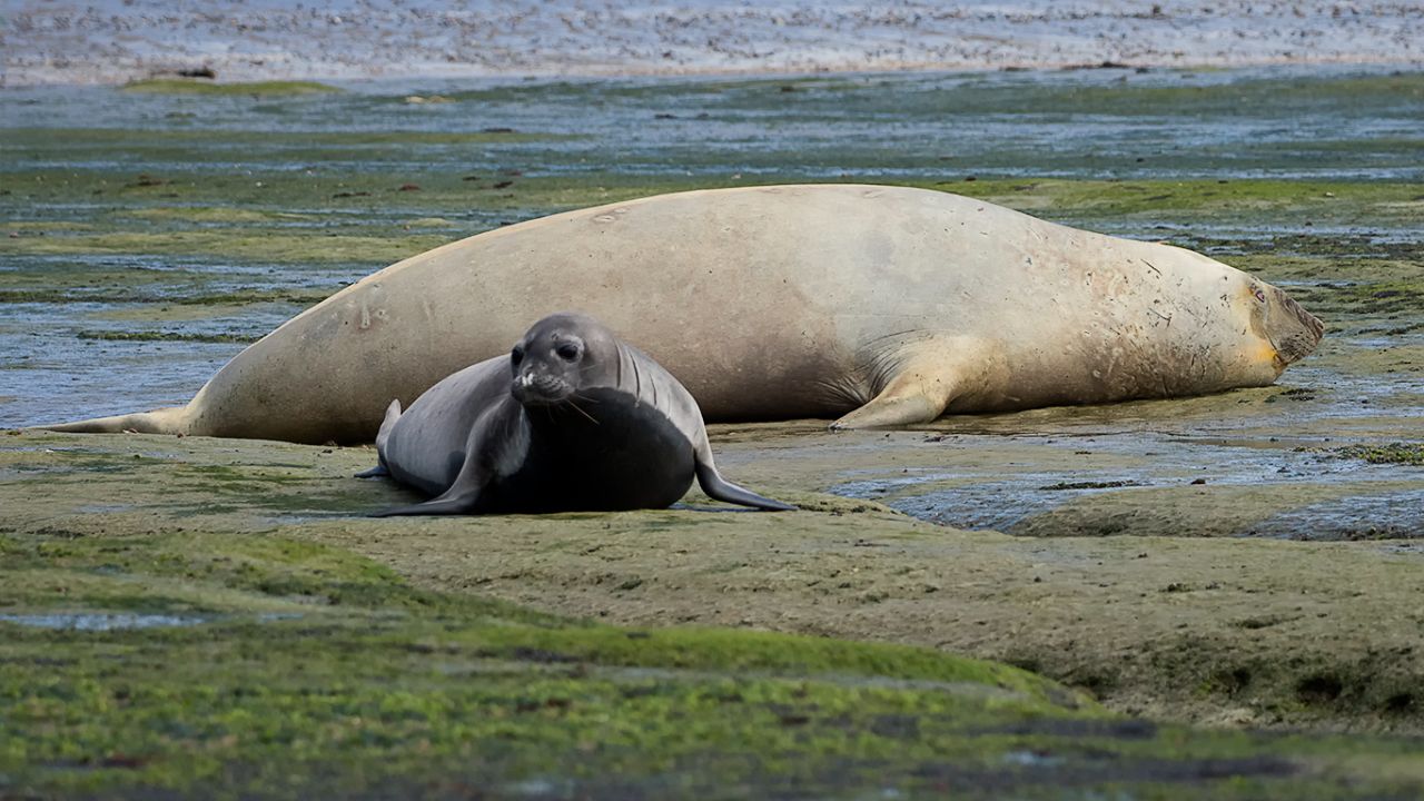 El peque y el gigante