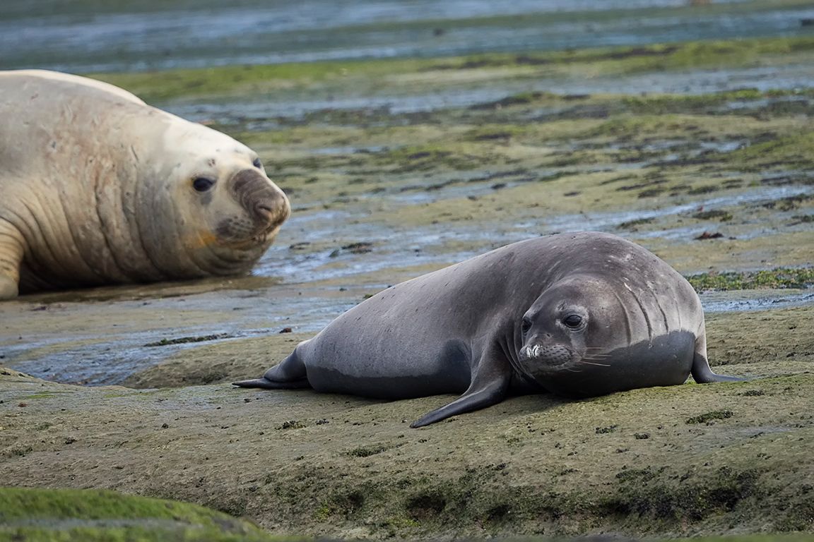 El peque y el gigante