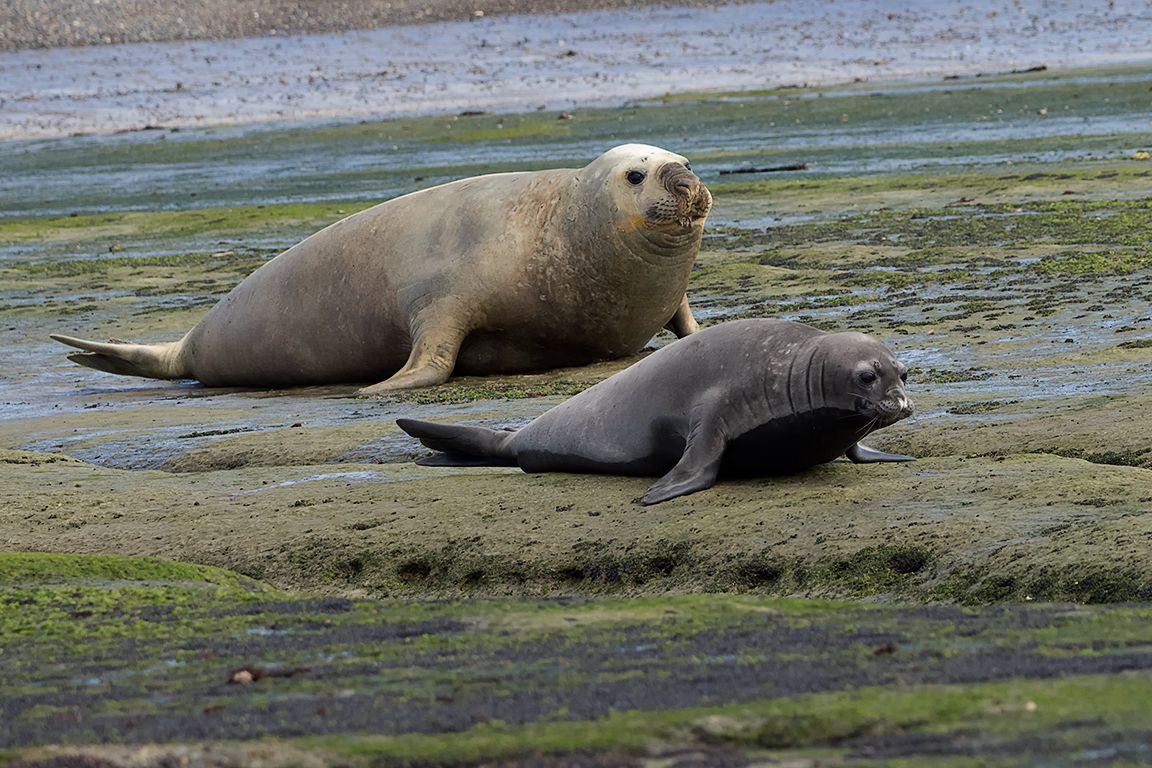 El peque y el gigante