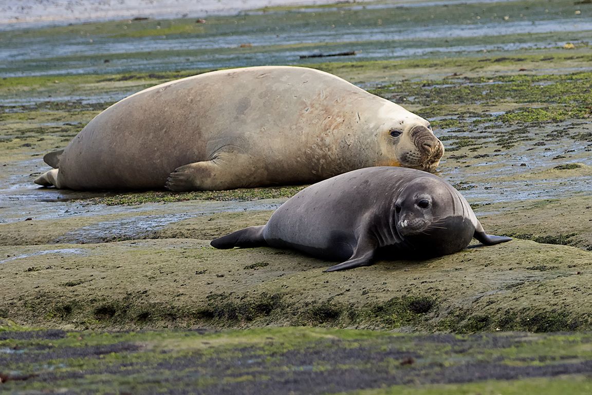 El peque y el gigante