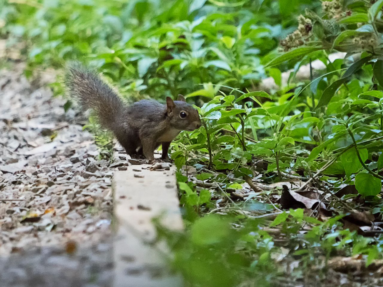 Una ardilla curiosa