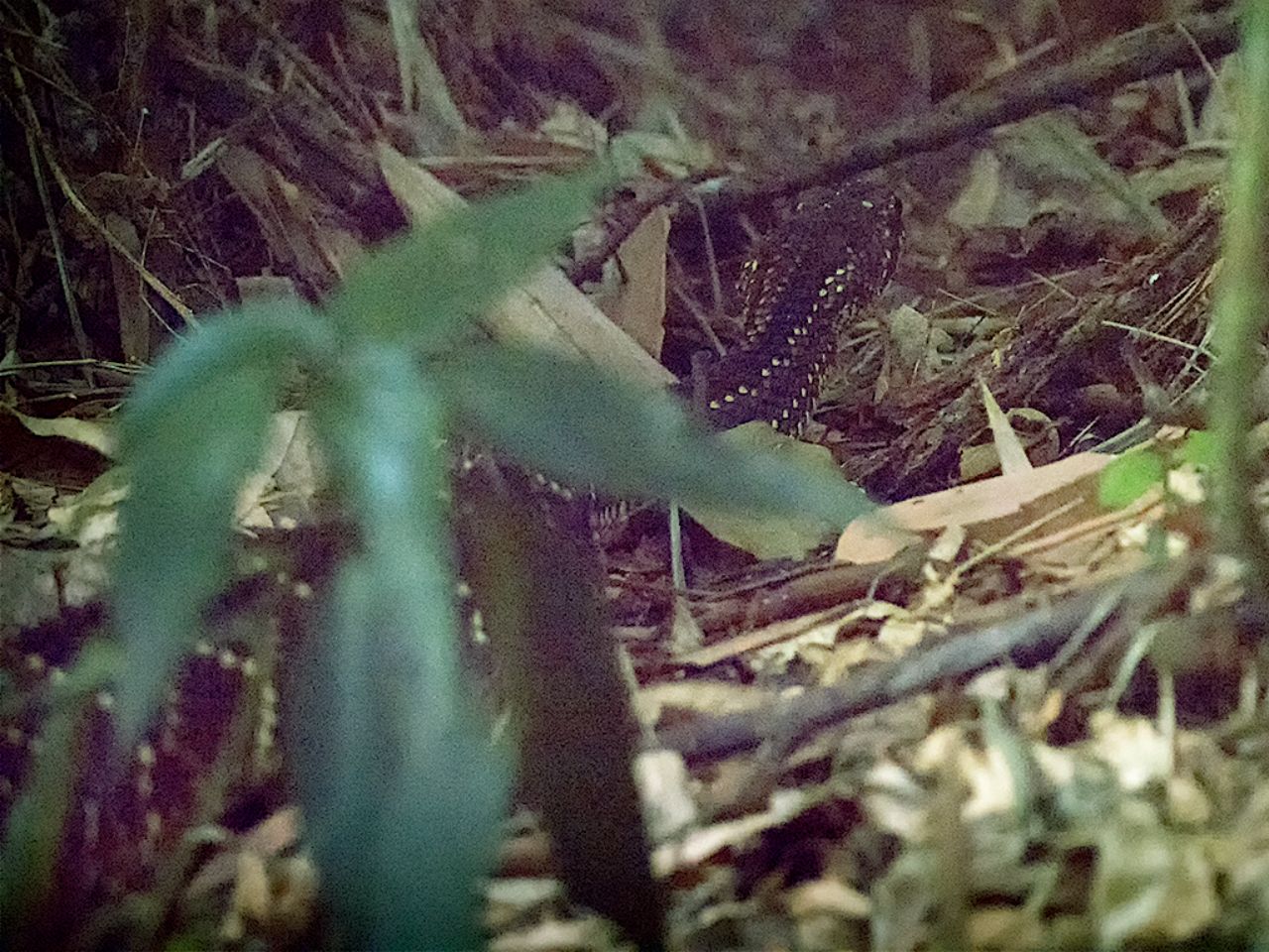 ¡Una serpiente de cascabel!