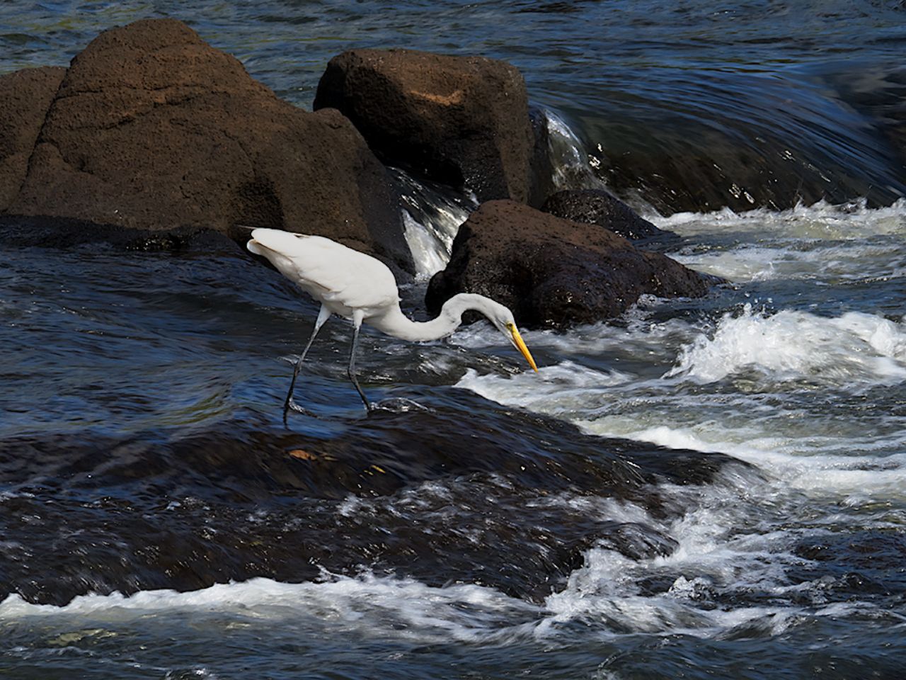 Garza blanca