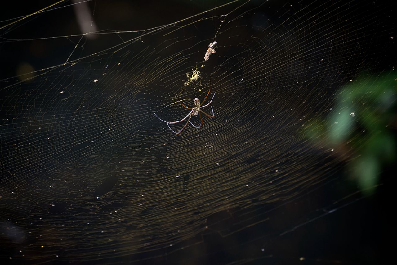 Araña de seda de oro