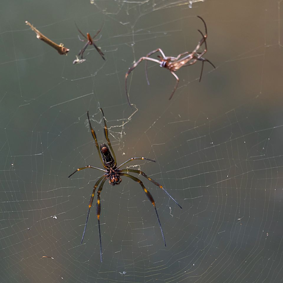 Araña de seda de oro