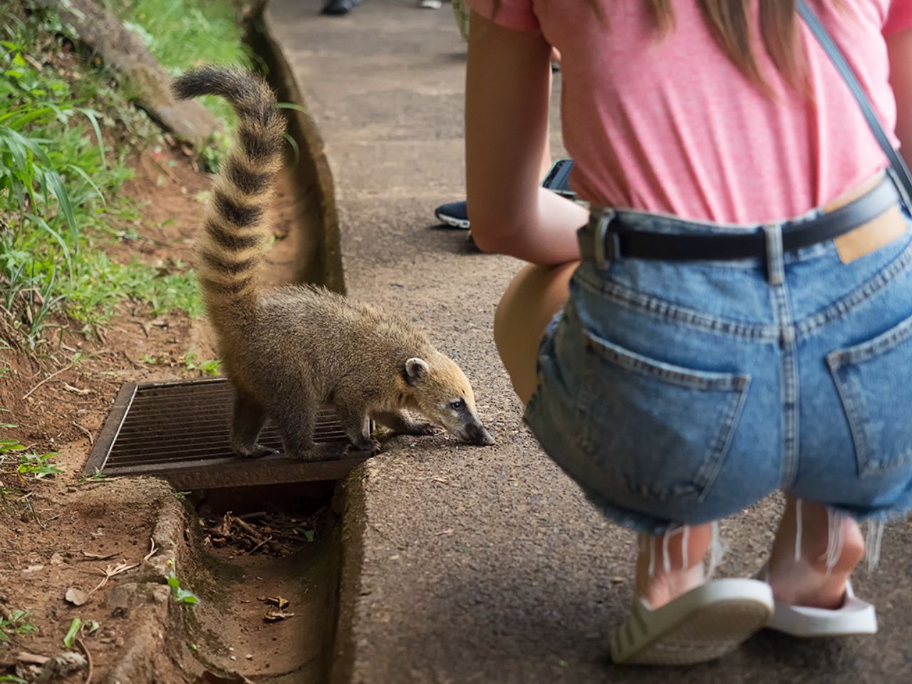 Coatí