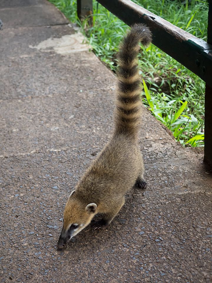 Coatí