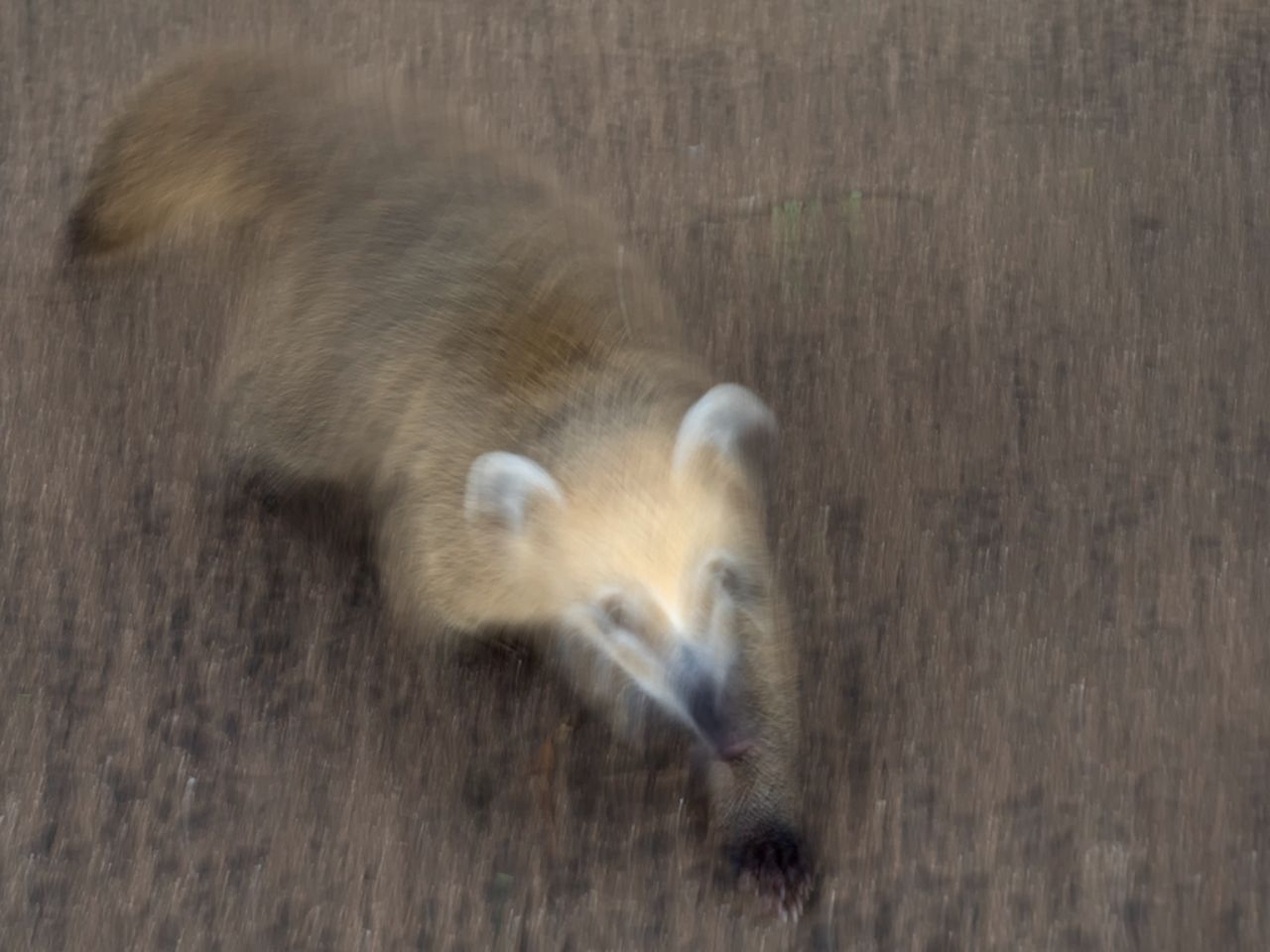 Coatí