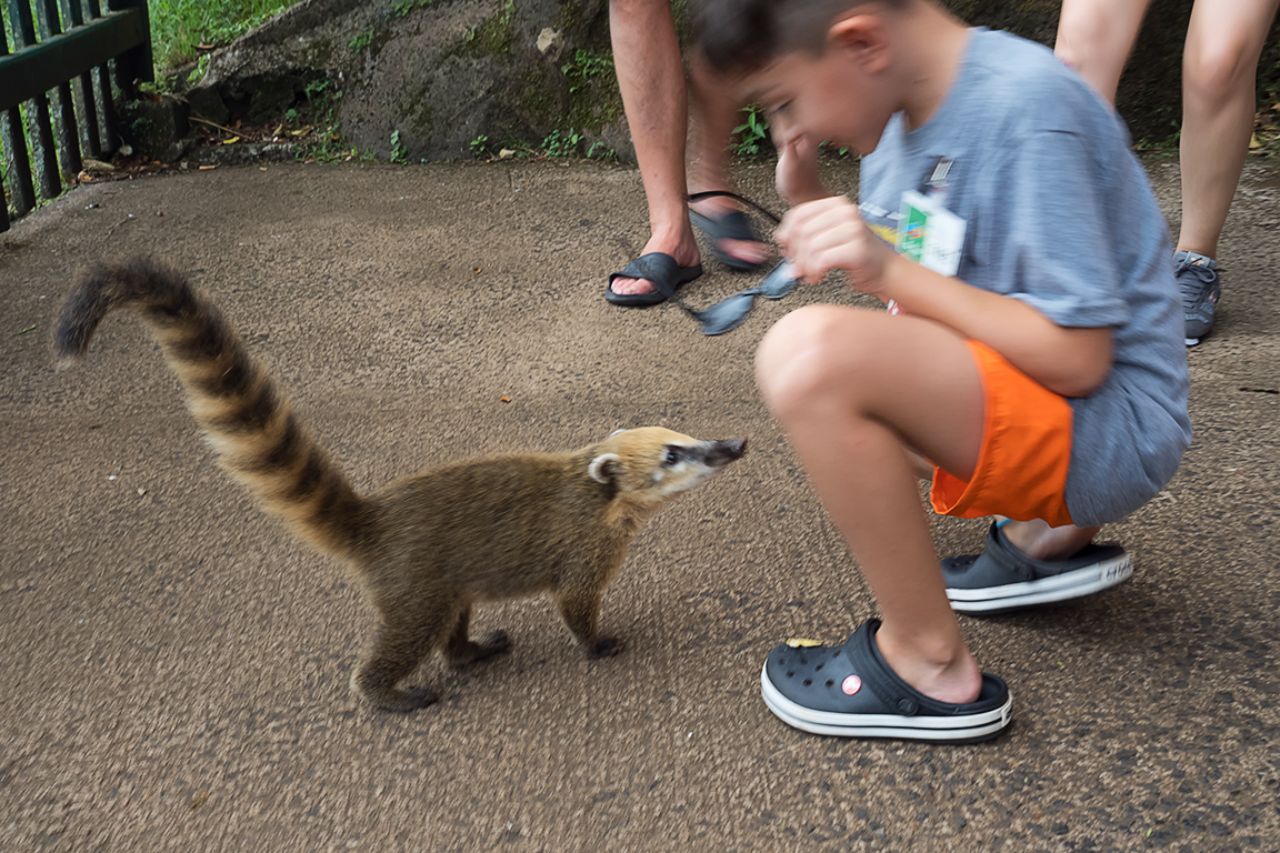 Coatí