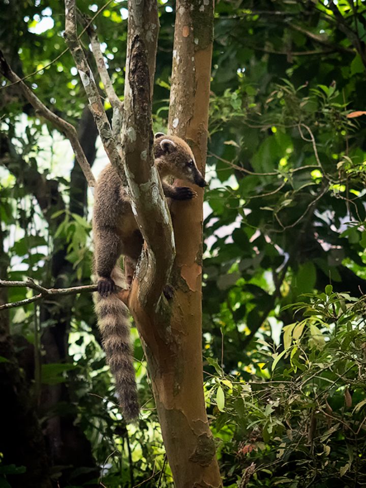Coatí
