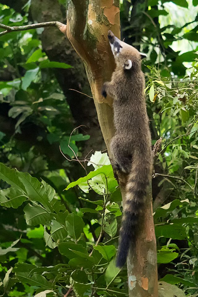 Coatí
