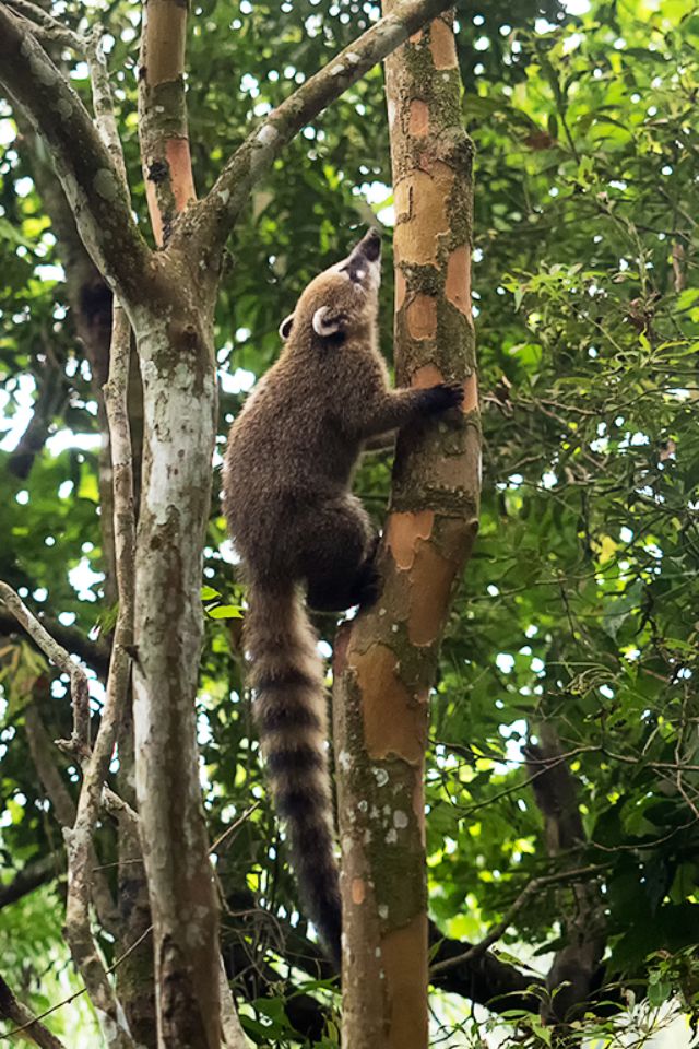 Coatí