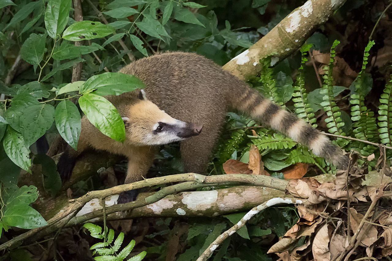 Coatí