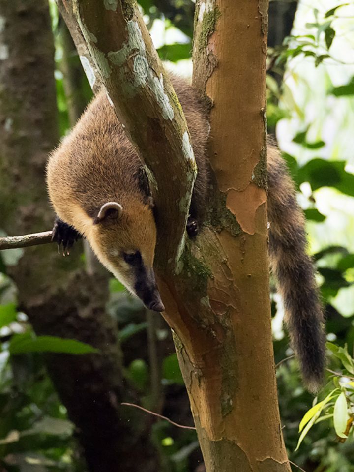 Coatí