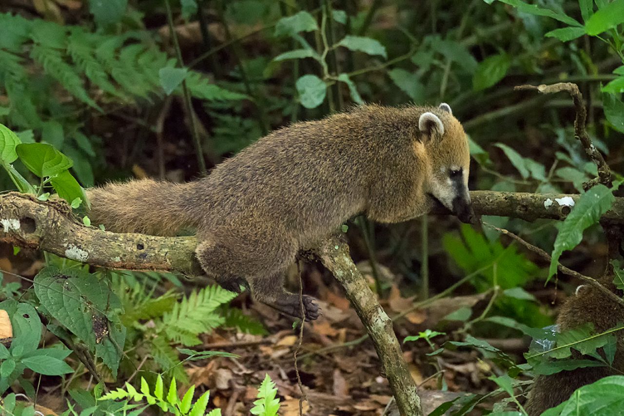 Coatí