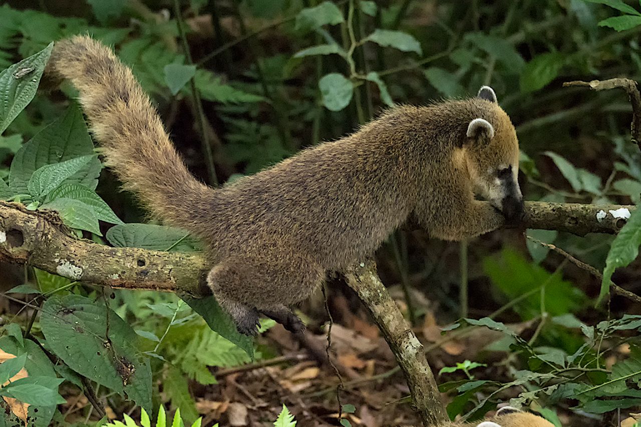 Coatí