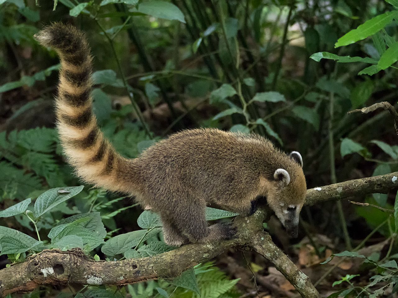 Coatí