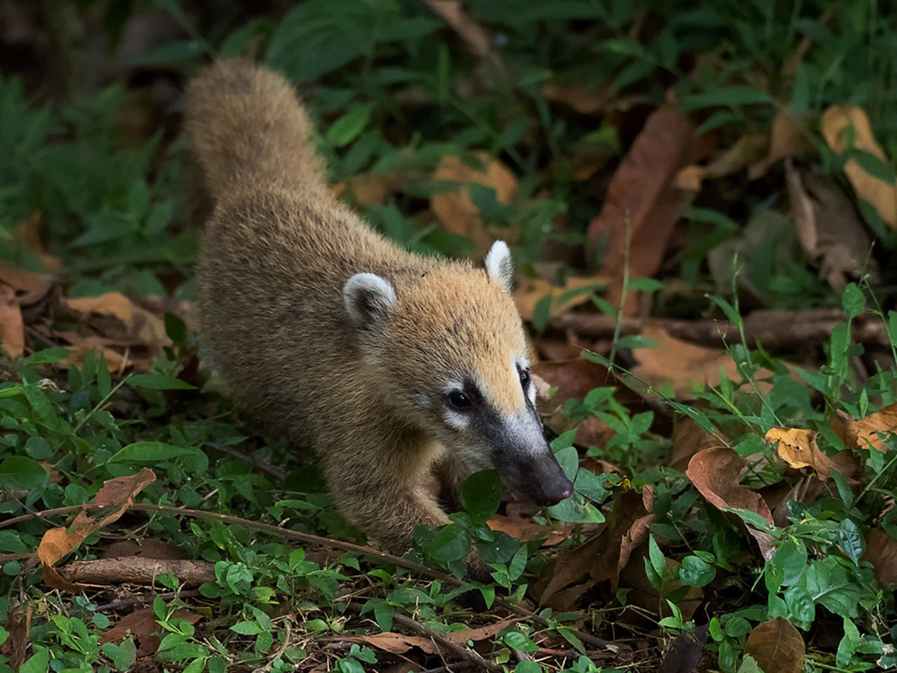 Coatí
