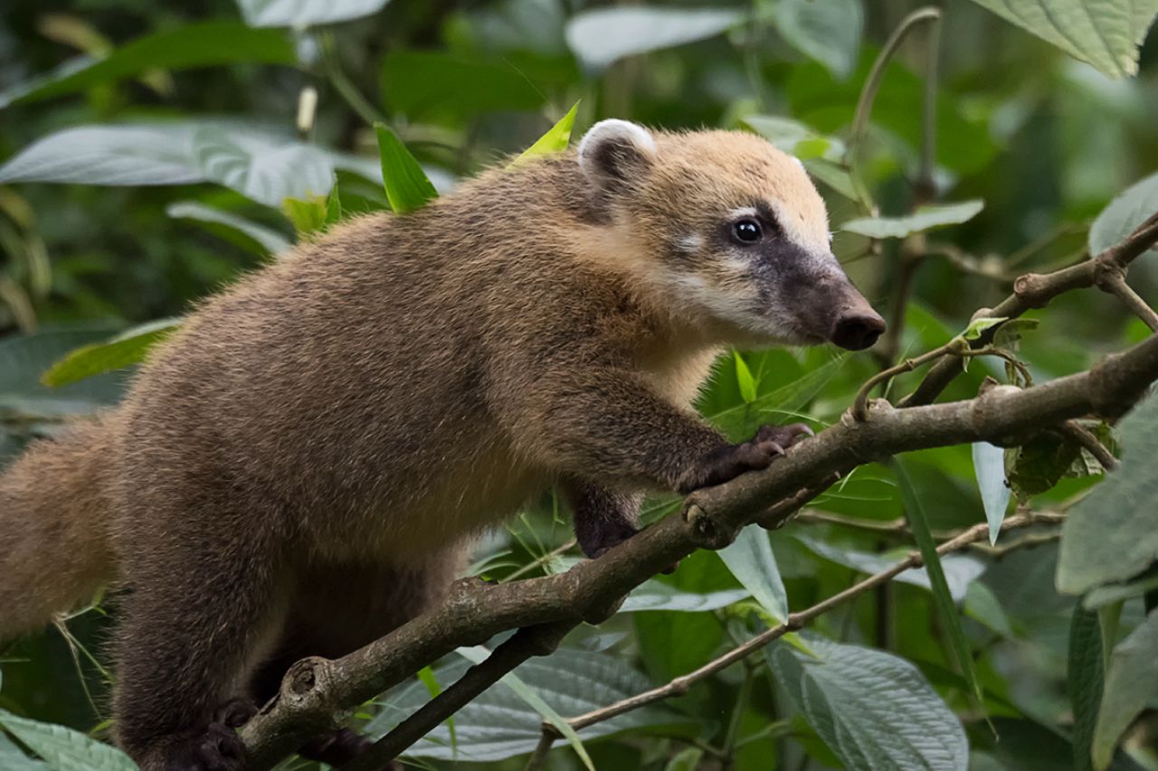Coatí