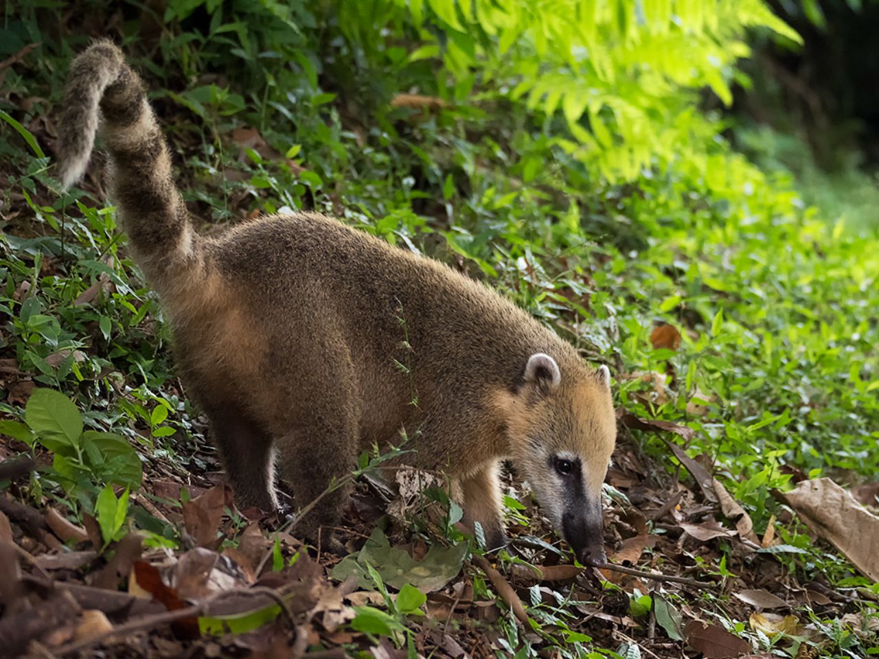 Coatí