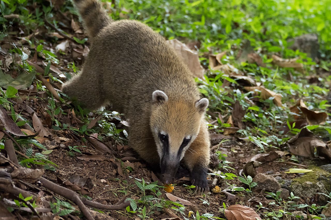 Coatí