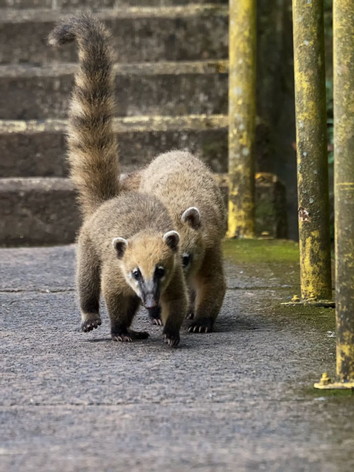 Coatí
