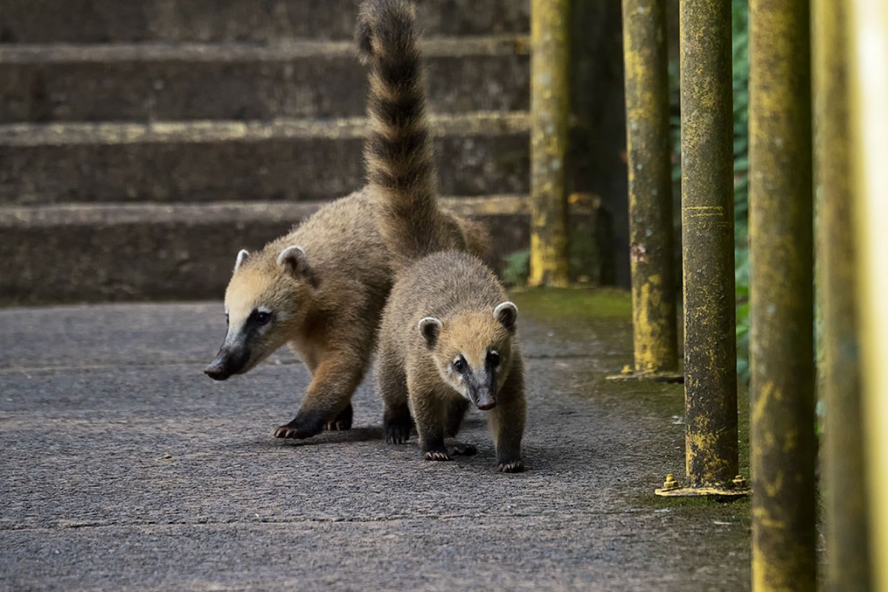Coatí