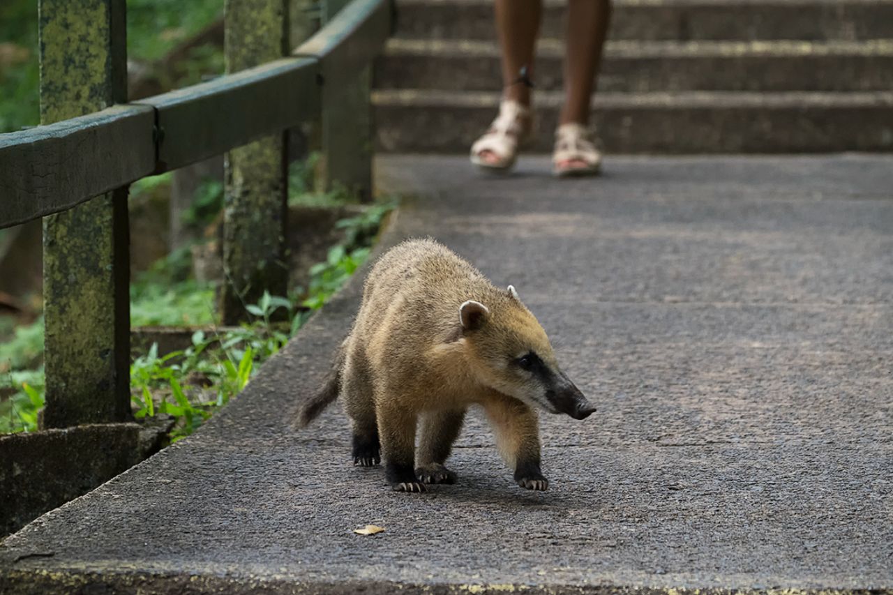 Coatí