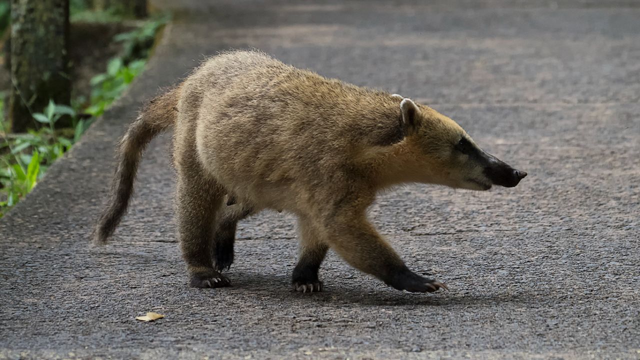 Coatí