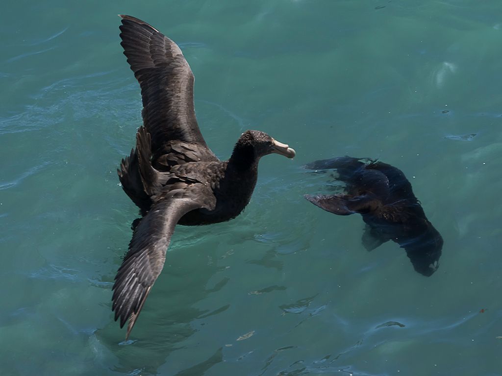 Una cría ahogada de león marino