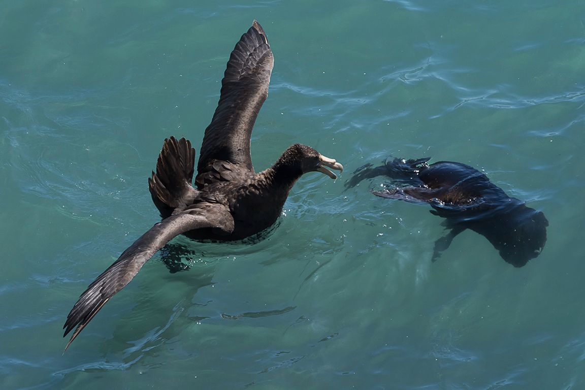 Una cría ahogada de león marino
