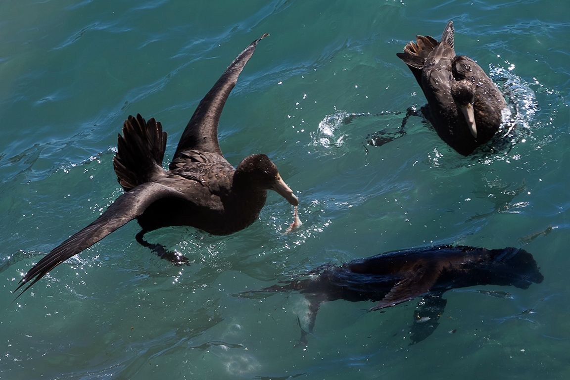 Una cría ahogada de león marino
