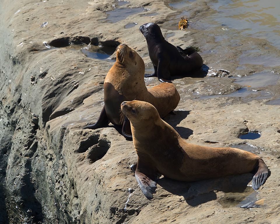 Esperando la subida de la marea