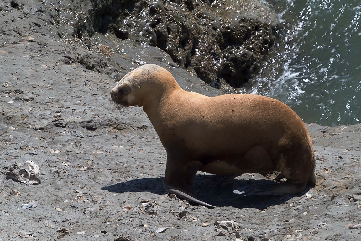 Caminar característico
