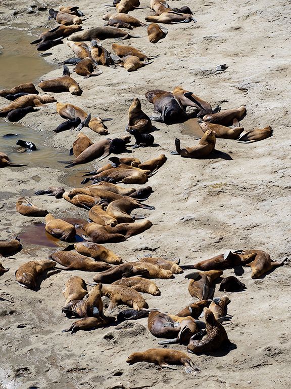Encontráis los machos?