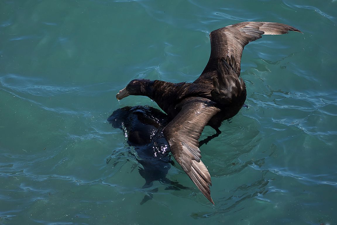 Una cría ahogada de león marino