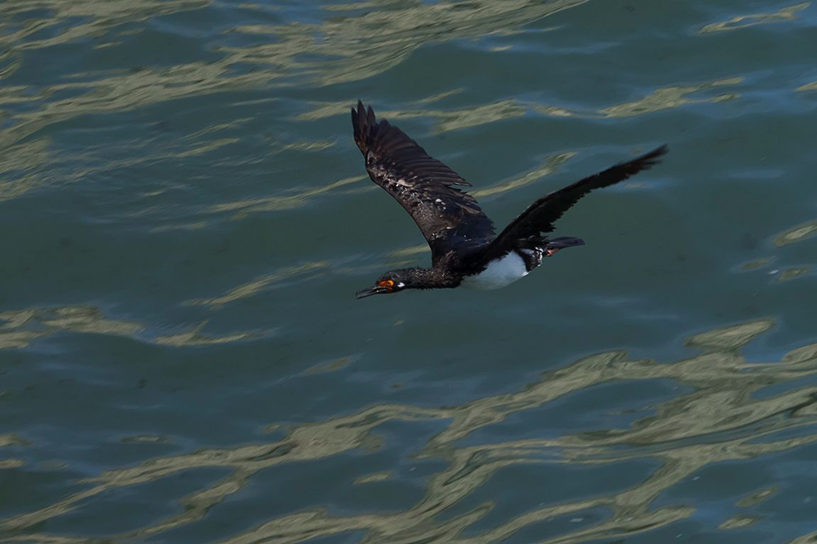 Cormorán cuellinegro