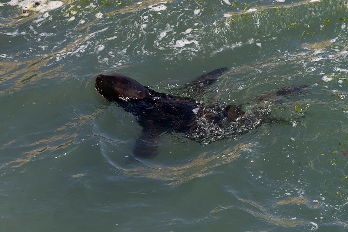 El peque se atreve a nadar