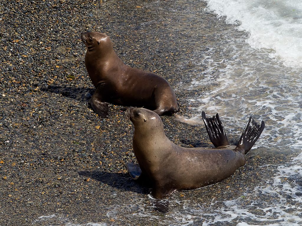 Entrando y saliendo al agua