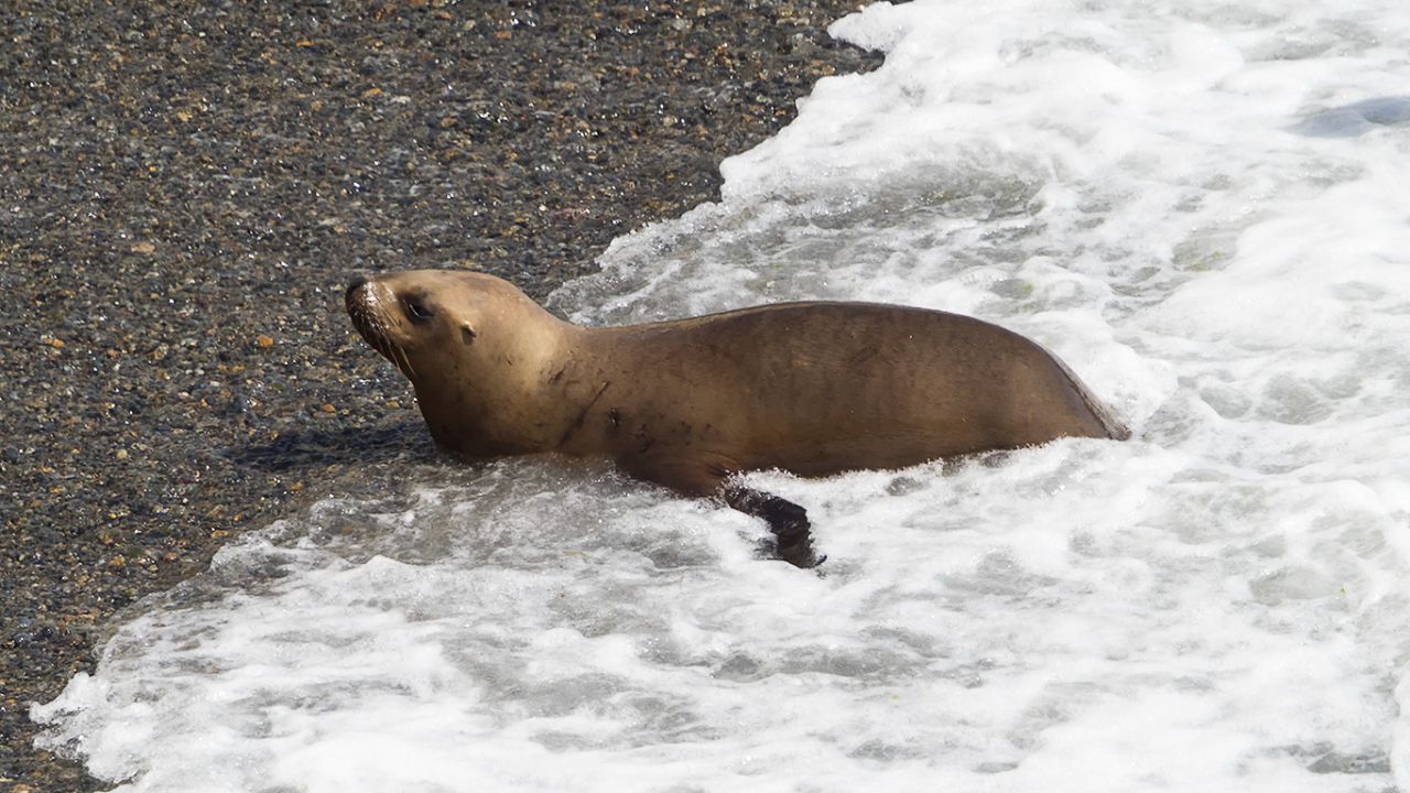 Entrando y saliendo al agua